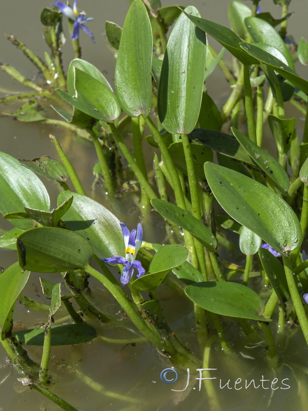 Heteranthera rotundifolia.03