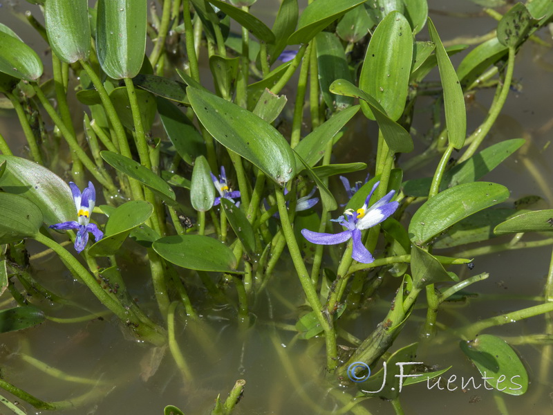 Heteranthera rotundifolia.04