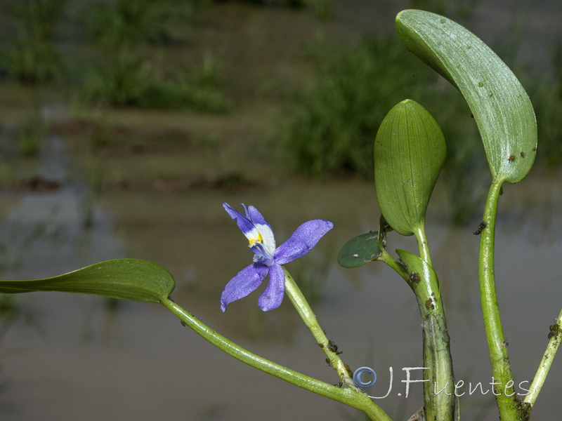 Heteranthera rotundifolia.05