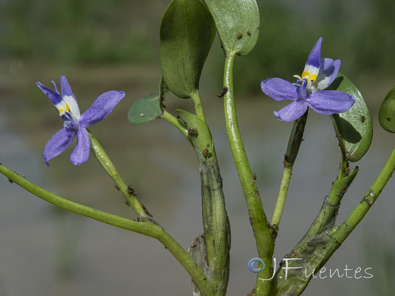 Heteranthera rotundifolia.06