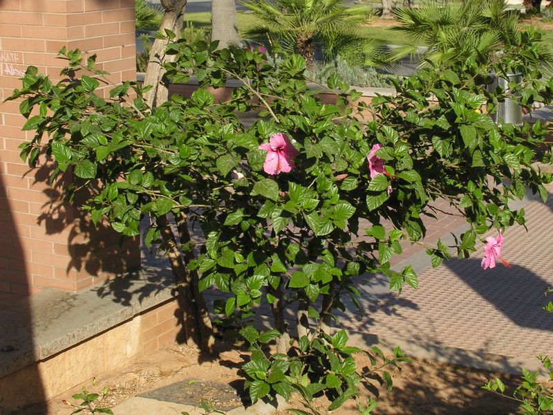 Hibiscus rosa sinensis.01