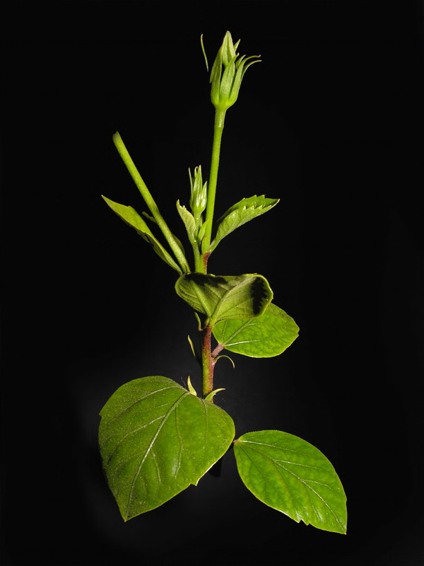 Hibiscus rosa sinensis.03