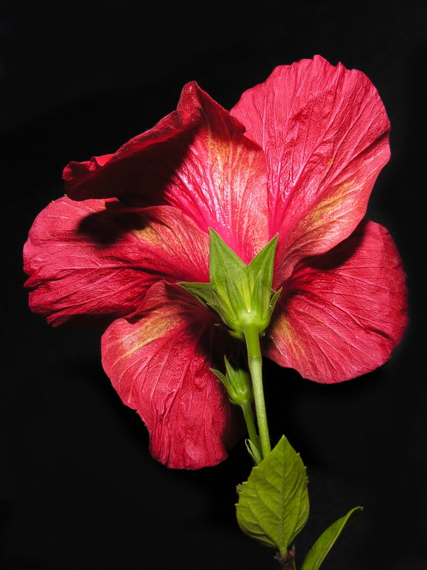 Hibiscus rosa sinensis.08