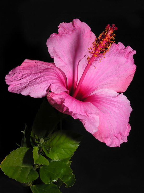 Hibiscus rosa sinensis.09