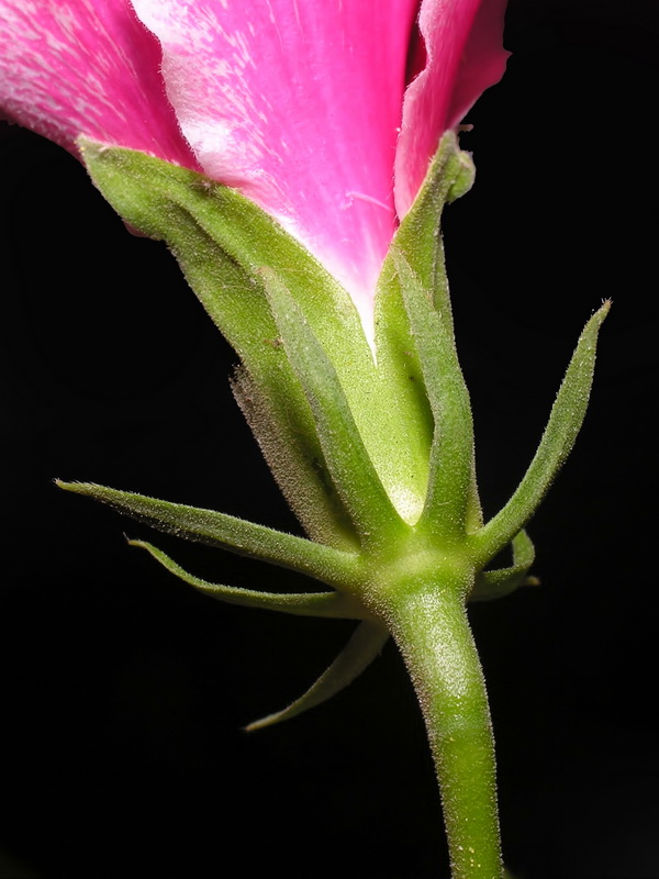 Hibiscus rosa sinensis.10