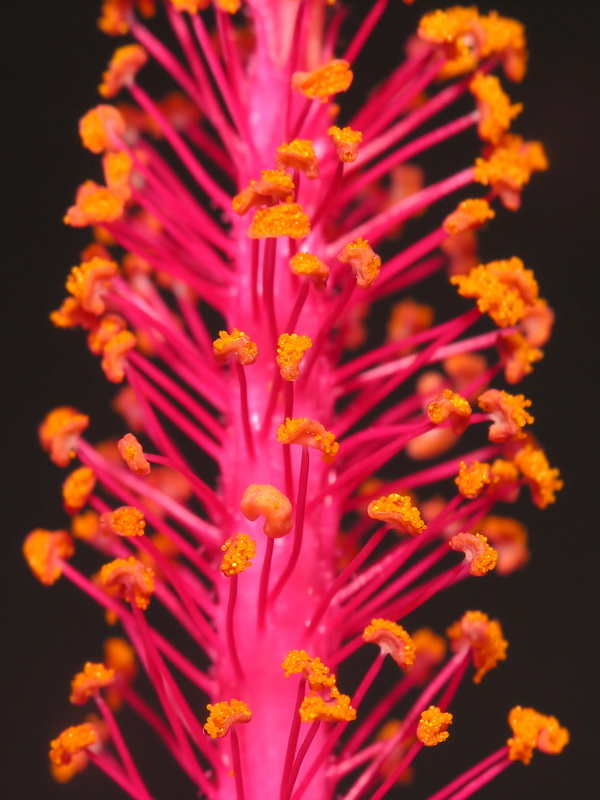 Hibiscus rosa sinensis.12