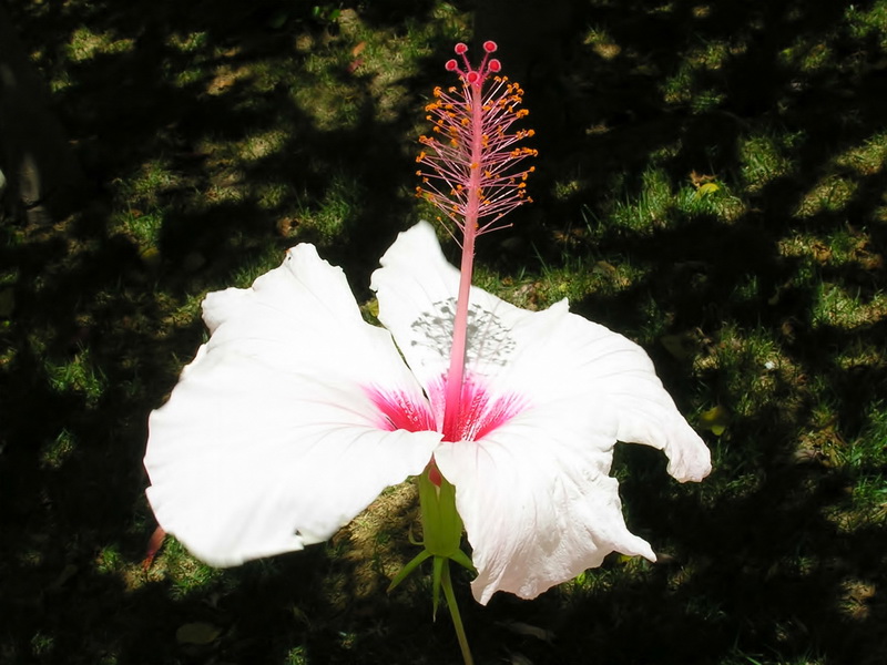 Hibiscus rosa sinensis.14