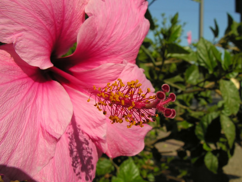 Hibiscus rosa sinensis.19