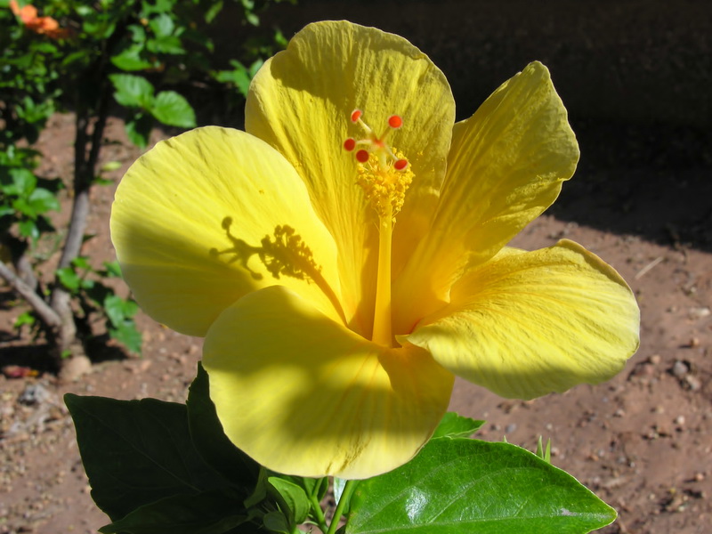 Hibiscus rosa sinensis.20