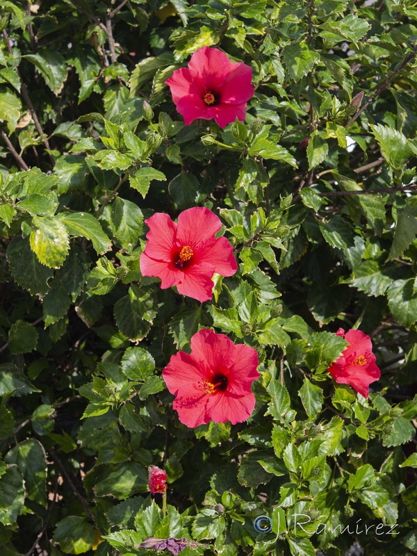 Hibiscus rosa sinensis.23