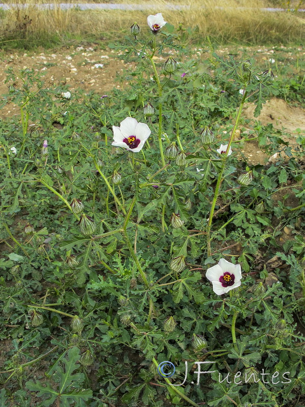 Hibiscus trionum.01