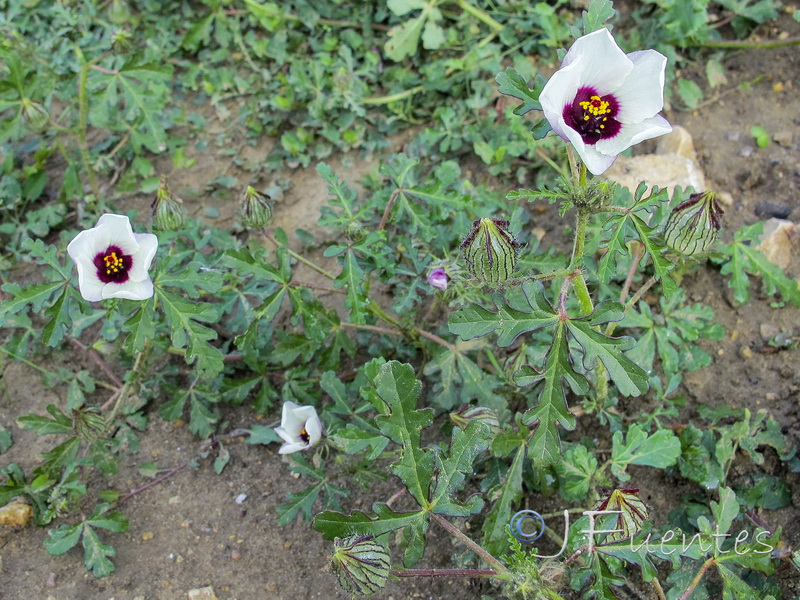 Hibiscus trionum.02