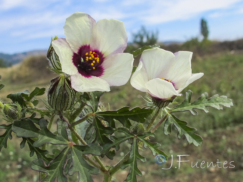 Hibiscus trionum.06