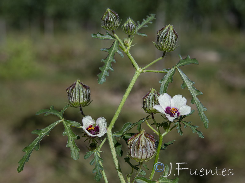 Hibiscus trionum.07