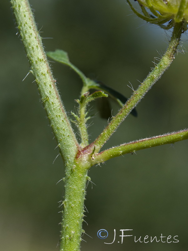 Hibiscus trionum.05