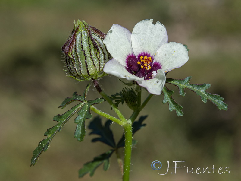 Hibiscus trionum.09