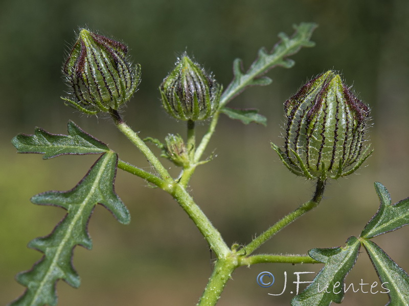 Hibiscus trionum.10