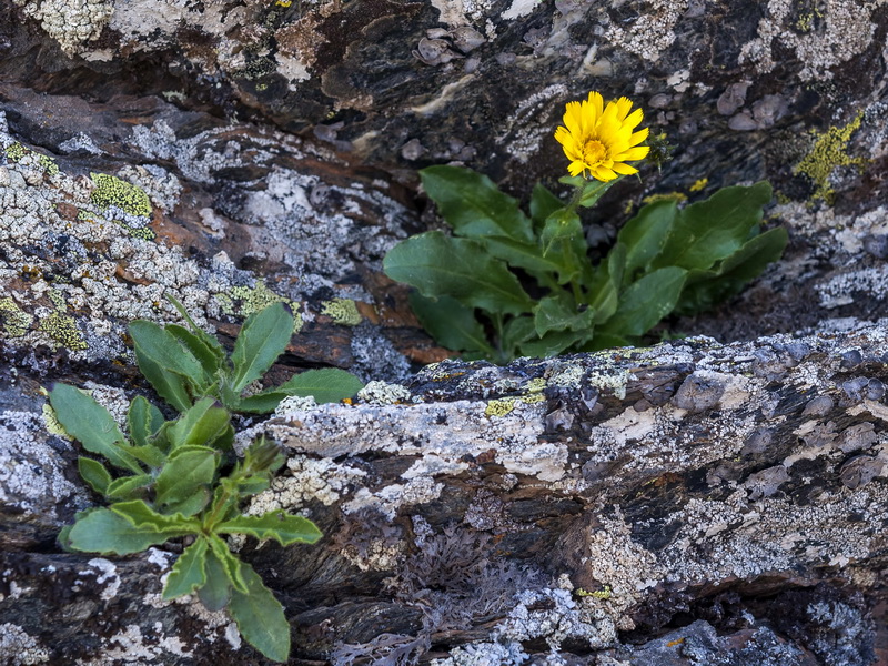 Hieracium amplexicaule.01