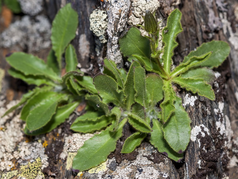 Hieracium amplexicaule.03