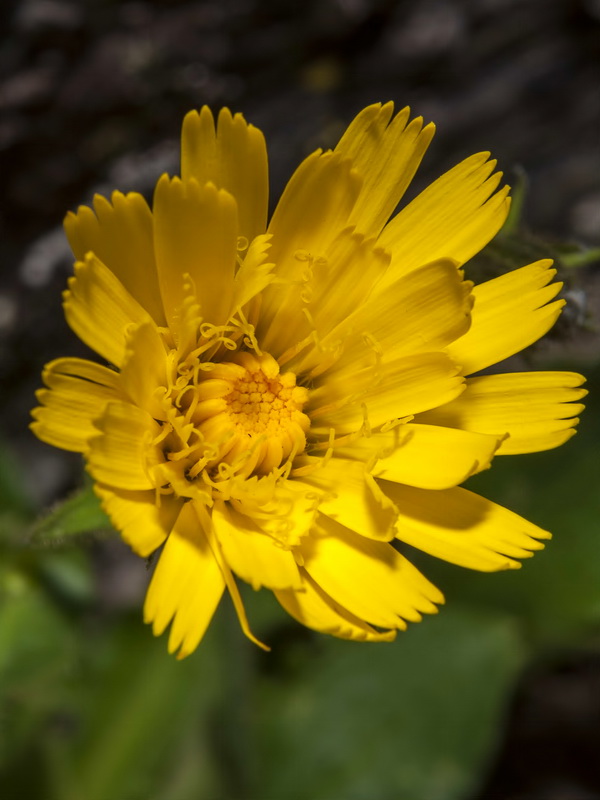 Hieracium amplexicaule.06