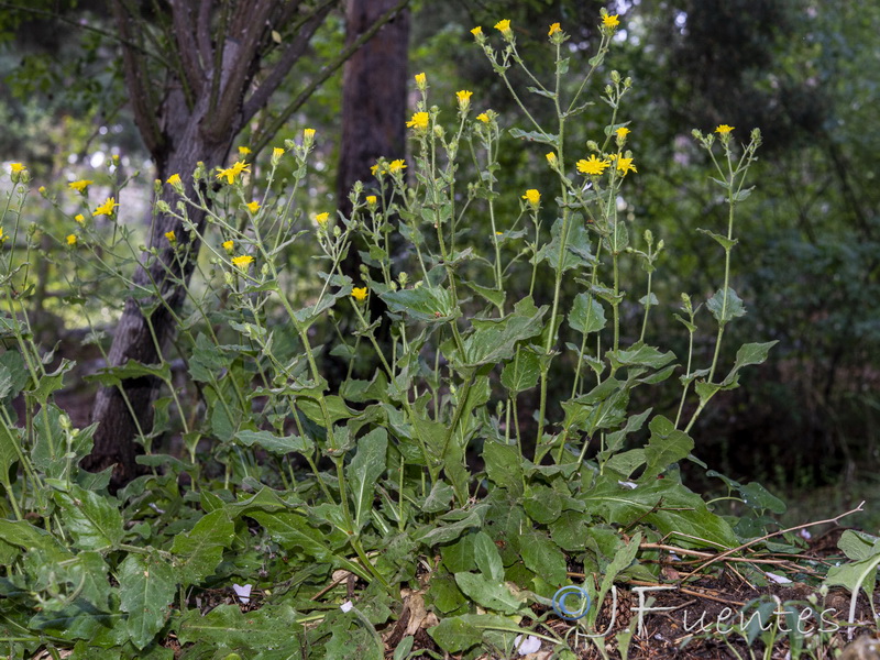 Hieracium amplexicaule.02