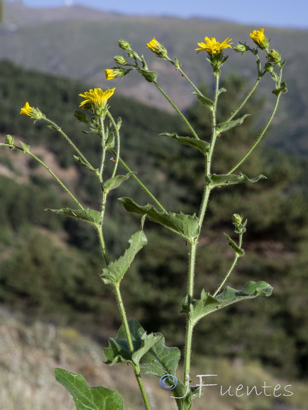 Hieracium amplexicaule.04