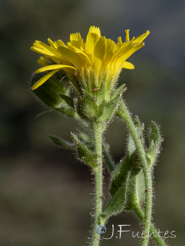 Hieracium amplexicaule.07