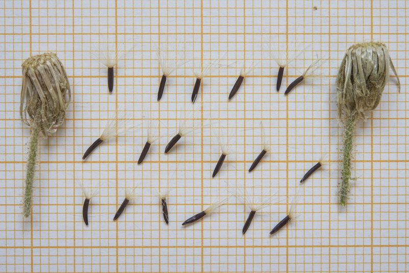Hieracium amplexicaule
