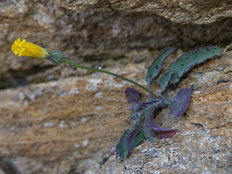 Hieracium aragonense.01