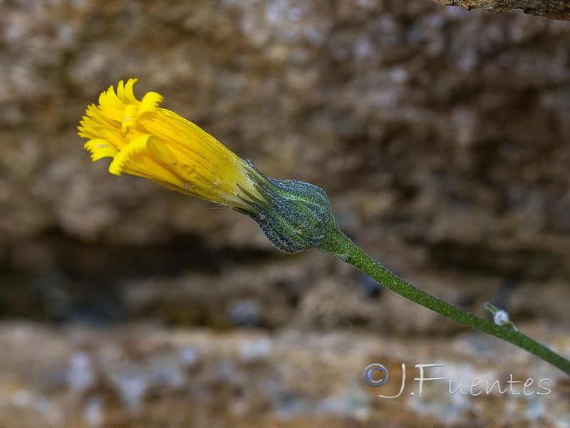 Hieracium aragonense.02