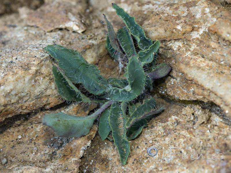 Hieracium aragonense.03