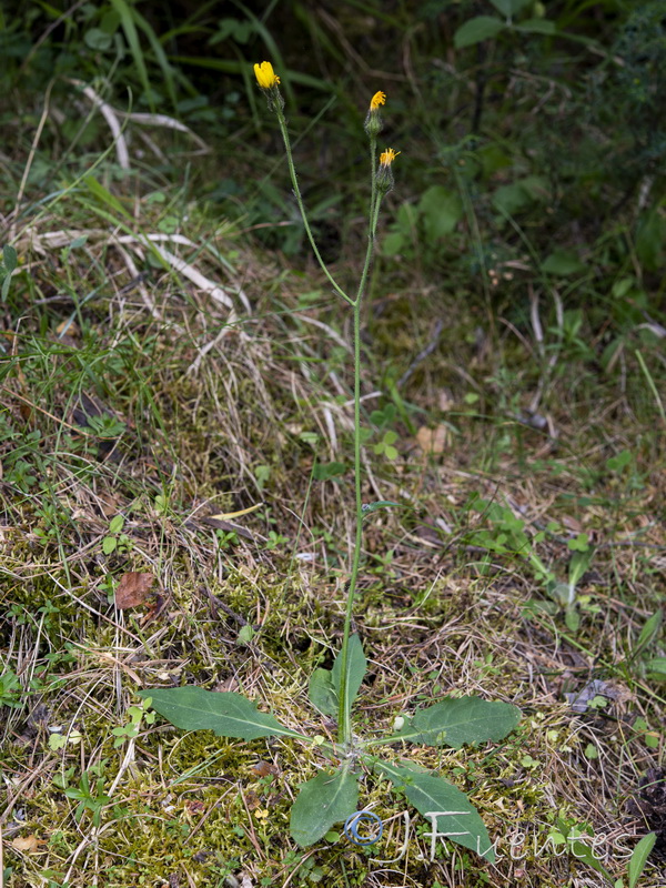 Hieracium aragonense.04