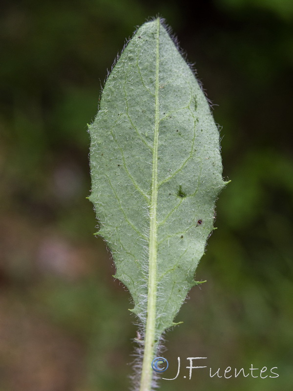 Hieracium aragonense.06