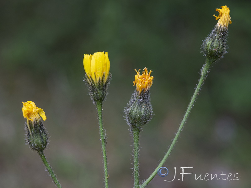 Hieracium aragonense.08