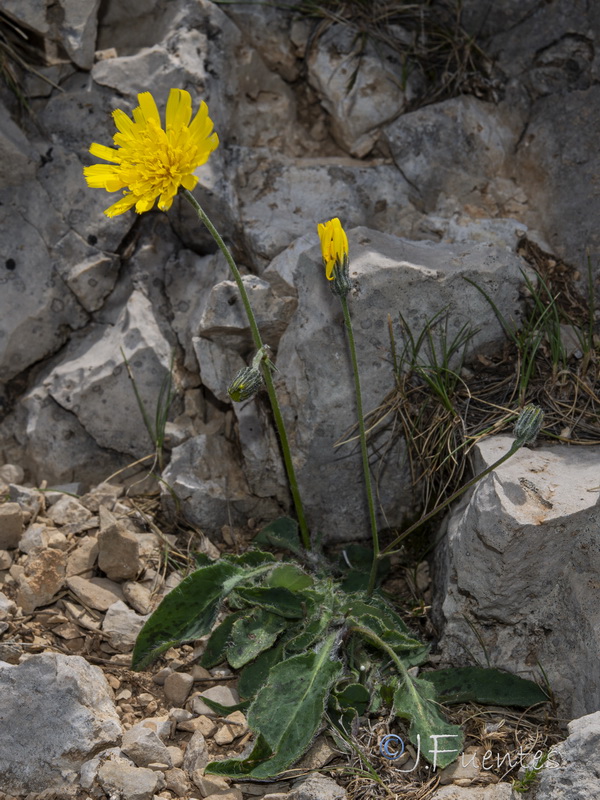 Hieracium aragonense.09