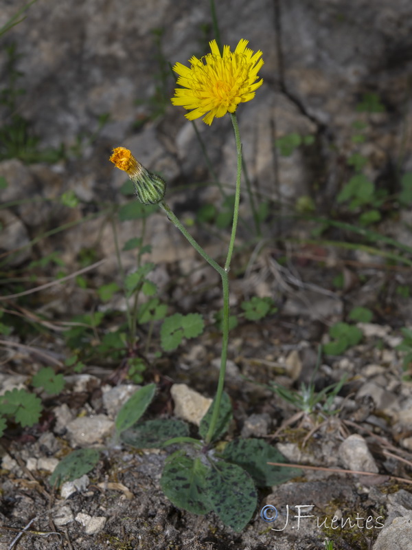 Hieracium aragonense.04
