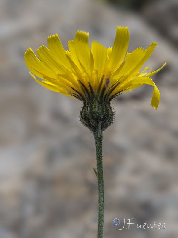 Hieracium aragonense.14