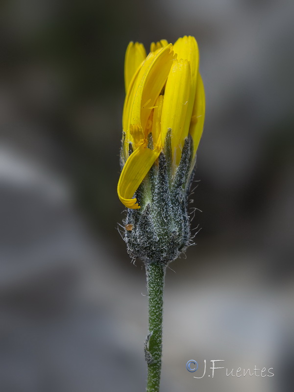 Hieracium aragonense.02