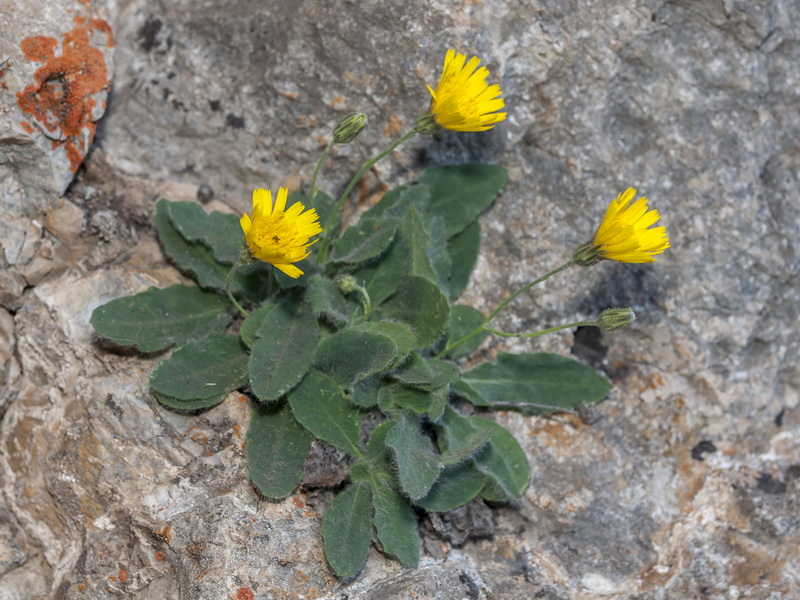 Hieracium elisaeanum.02
