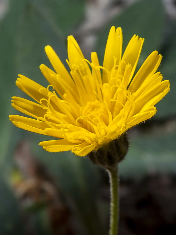 Hieracium elisaeanum.08