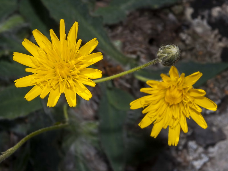 Hieracium elisaeanum.09
