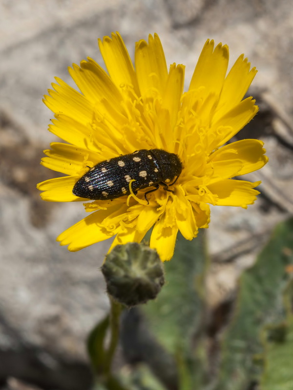Hieracium elisaeanum.10