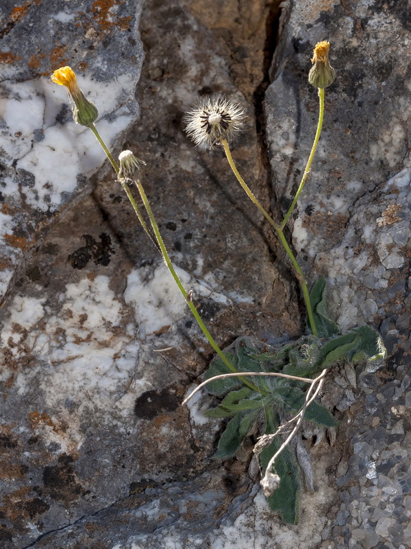 Hieracium elisaeanum.15