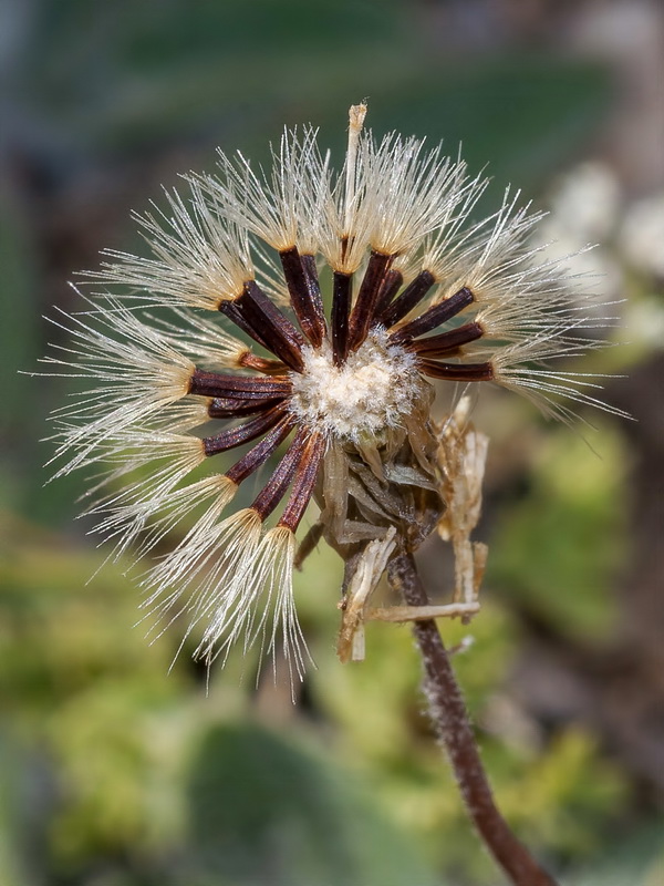 Hieracium elisaeanum.16