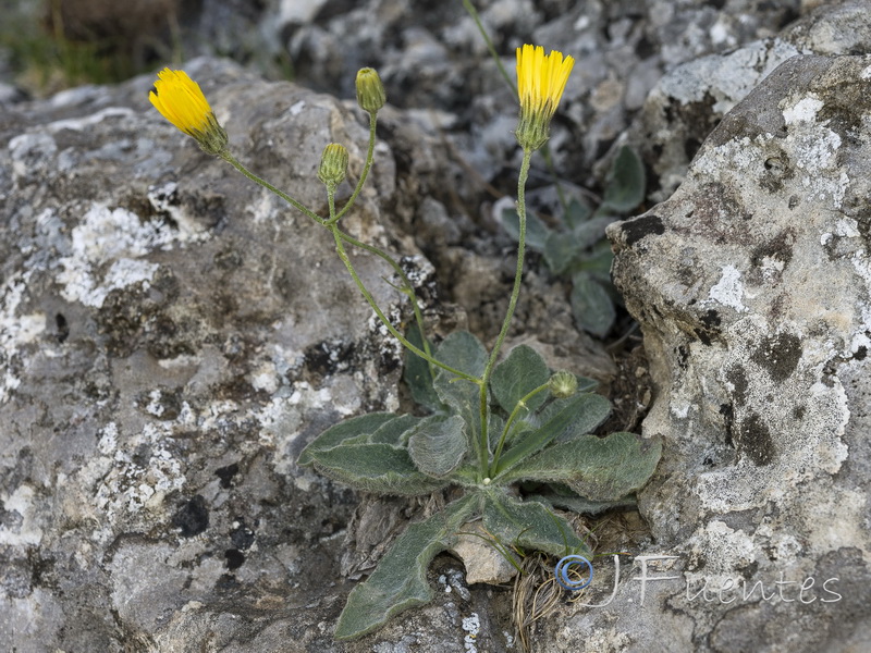 Hieracium elisaeanum.18