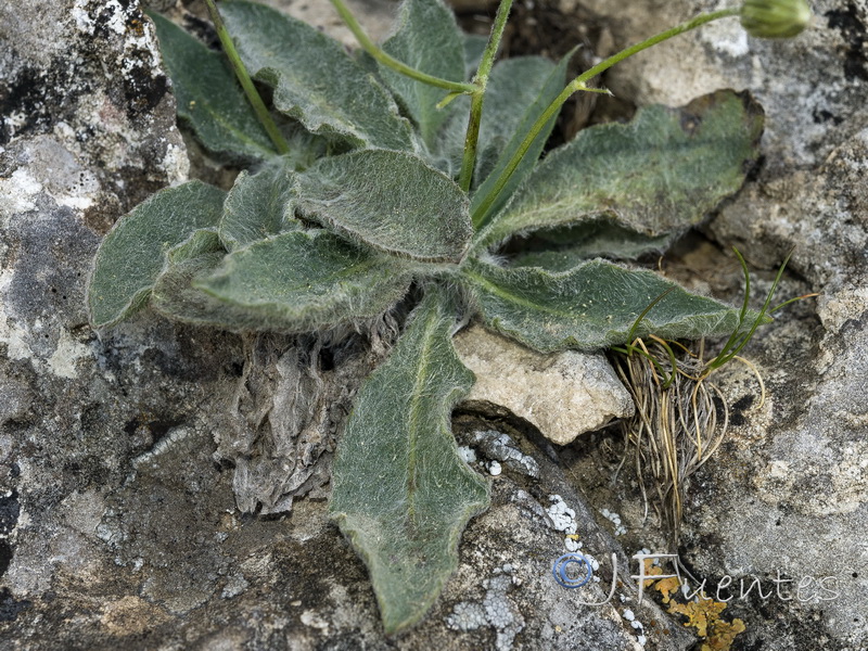 Hieracium elisaeanum.19