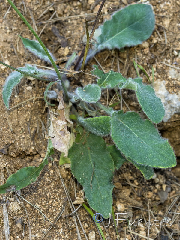 Hieracium elisaeanum.21