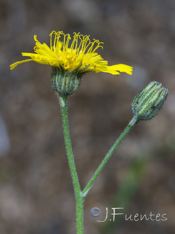 Hieracium elisaeanum.22