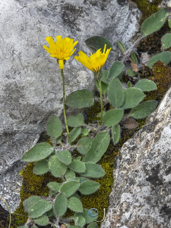 Hieracium elisaeanum.03