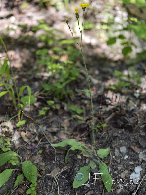 Hieracium glaucinum.01